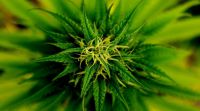 MYM will vor Weihnachten erste Cannabis-Saat pflanzen