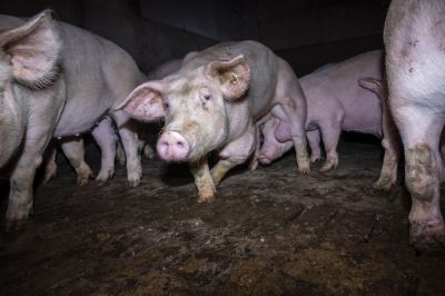 schweinemastmerzen 2 - Nach Aufdeckung von Tierquälerei: VION und Tönnies nehmen keine Schweine mehr ab