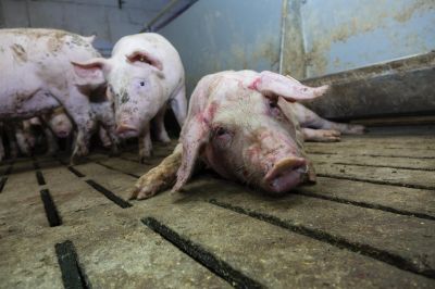 fotos 2020 10 13 schweinemast janssen 16 - Schon wieder: 7. Fall von Tierquälerei in niedersächsischem Schweinestall aufgedeckt