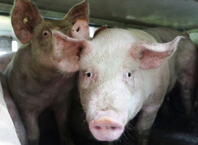 bild 5 1 - Hitzewelle: Deutsches Tierschutzbüro fordert Verbot von Lebendtiertransporten - 3,7 Mio. Tiere leiden täglich