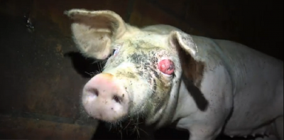 schwein toennies auge - Tierquälerei bei Tönnies-Zulieferer: Staatsanwaltschaft stellt das Verfahren ein