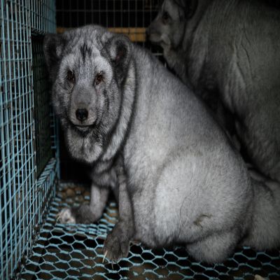 dsc7287 1 - Deutsches Tierschutzbüro fordert Import- und Handelsverbot für Pelzwaren -Tierrechtler*innen starten Petition