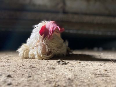 202112kleingruppenhaltung2 - Bildmaterial belegt: Skrupelloser Hühnerhalter lässt Tiere verdursten und verhungern