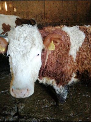 zeugen foto 1 - Rinder müssen kniehoch in Scheiße stehen - Deutsches Tierschutzbüro erstattet Anzeige