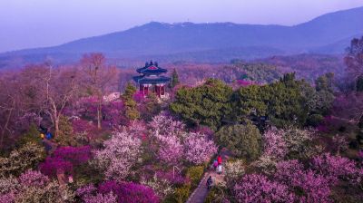 nanjing plum blossom hill - Frühlingshafte Blütenpracht in Jiangsu erleben