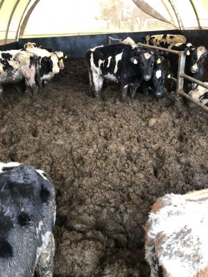 3 - Katastrophale Zustände in einem Rinderbetrieb bei Callenberg (Landkreis Zwickau)