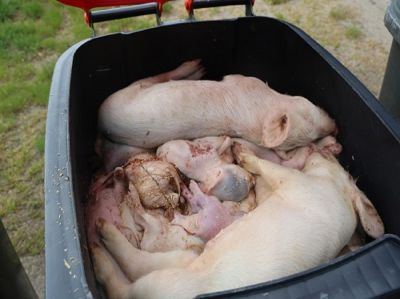 img4578 - Lebende Ferkel in Kadaver-Tonne in Brandenburger Schweinezucht gefunden
