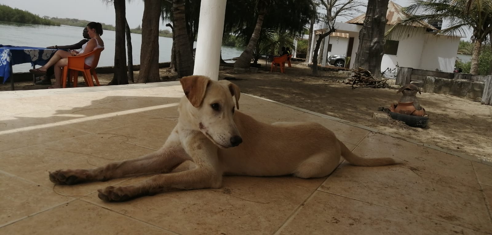 happydogStalariver - THE GAMBIA: IN THE RIVER DELTA OF THE IDYLLIC ALLAHEIN-RIVER AND DIRECTLY ON THE ATLANTIC: THE STALA ADVENTURE LODGE BECKONS WITH 'PETS ❤️-WELCOME'