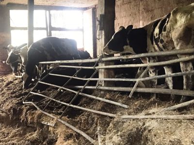 5 - Tierquälerei im brandenburgischen Kremmen: Rinder stehen im eigenen Kot in einem heruntergekommenen Stall