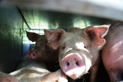 bild 9 1 - Hitzewelle: Deutsches Tierschutzbüro fordert Verbot von Lebendtiertransporten