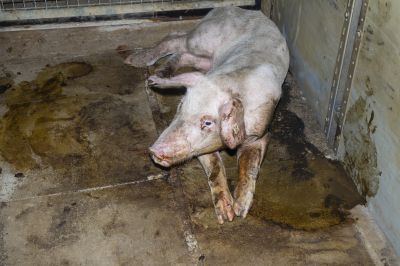 schweinemast - Skrupelloser Schweinemäster vor Gericht: Versteckte Aufnahmen belegen Tierquälerei - Demo am 01.08.2022
