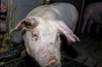 foto 2022 02 12 wf boeke 14 neu - Bildmaterial belegt Tierquälerei von Schweinen in 7 Westfleisch Zulieferbetrieben - einer ist in Kalletal