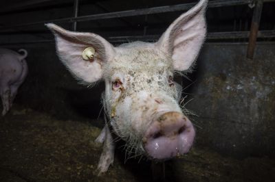 foto 2022 03 25 wf bremer 3 neu - Misshandlung von Schweinen in Westfleisch Zulieferbetrieben gefilmt
