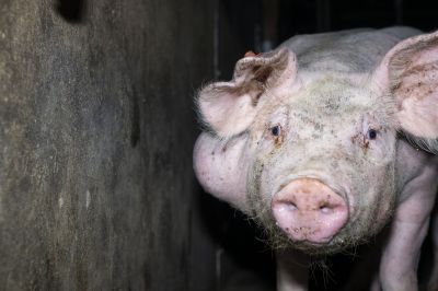foto 2022 04 29 wf wessel 25 neu - Bildmaterial zeigt Tierquälerei von Schweinen in 7 Westfleisch Zulieferbetrieben
