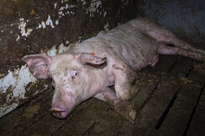 foto 2022 05 03 wf nottelmann 43 neu - Westfleisch-Skandal: Tierquälerei von Schweinen in 7 Westfleisch Zulieferbetrieben - einer davon ist in Velen