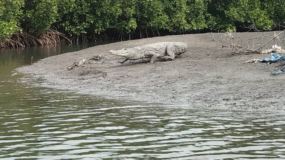 kurumbolodgecroc57 - DIE KURUMBO ECO LODGE IN KARTONG (GAMBIA) IST EIN STÜCK HEILE WELT IN WESTAFRIKA